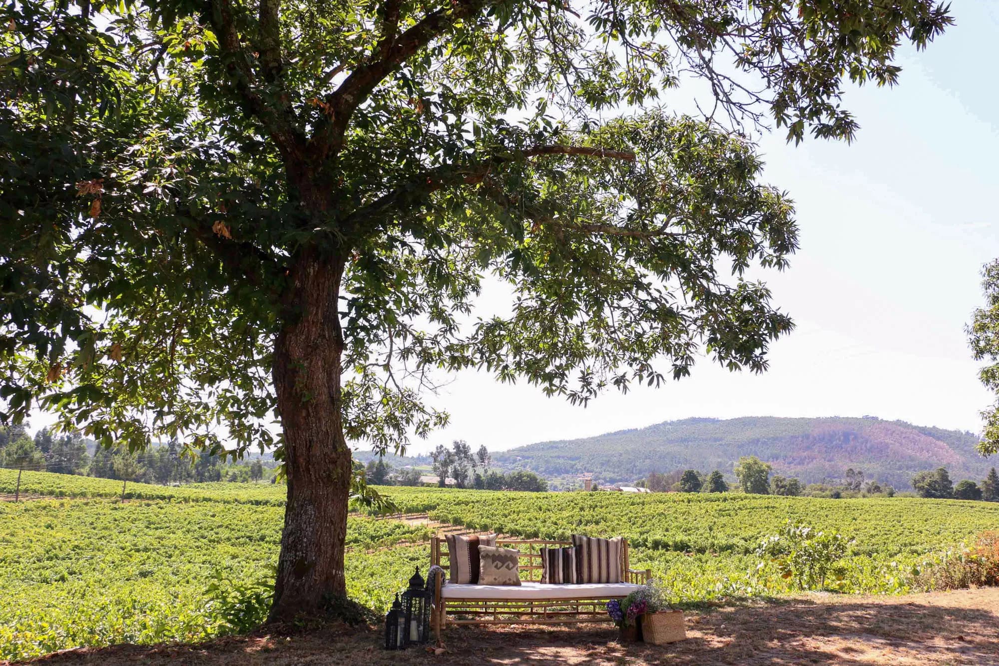 Terra Rosa Country House & Vineyards — photo 5